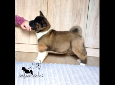 1 americka akita mm0826.jpg
